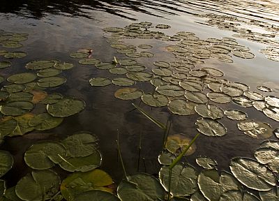 nature, plants, lily pads - related desktop wallpaper