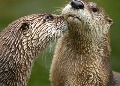 otters - duplicate desktop wallpaper