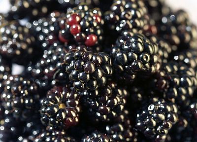 fruits, berries, white background, blackberries - desktop wallpaper