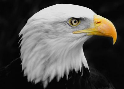 birds, wildlife, eagles, bald eagles - related desktop wallpaper