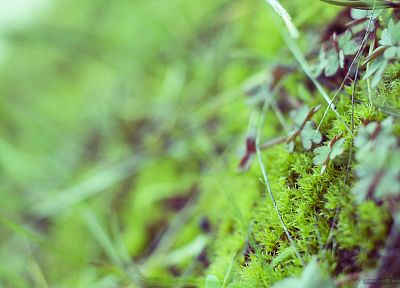 nature, grass, plants - related desktop wallpaper