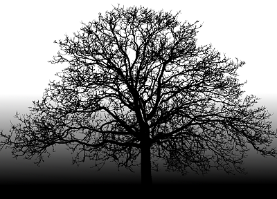 trees - random desktop wallpaper