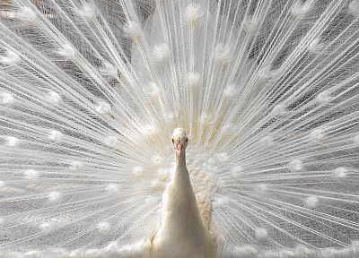 white, birds, feathers, dancing, albino, peacocks - random desktop wallpaper