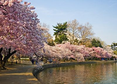 cherry blossoms, lakes - duplicate desktop wallpaper