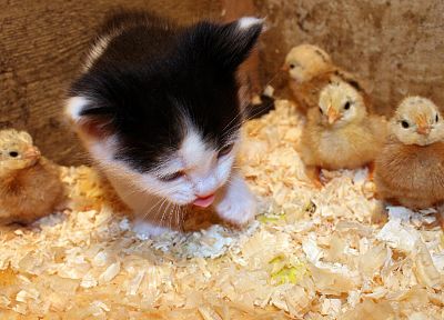 cats, animals, chickens, kittens, chicks (chickens), baby birds - desktop wallpaper