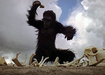 monkeys, odyssey, 2001, hominid - random desktop wallpaper