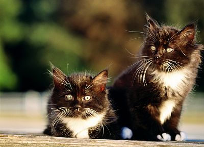 cats, animals - duplicate desktop wallpaper