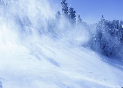 winter, snow, trees, fur - duplicate desktop wallpaper