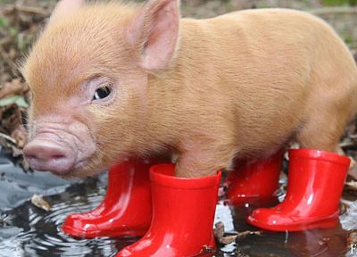 boots, red, animals, pigs - desktop wallpaper