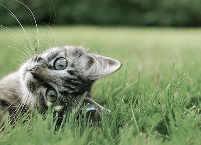 cats, animals, grass, kittens, pets - related desktop wallpaper