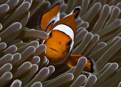 animals, reef, coral, clownfish - random desktop wallpaper