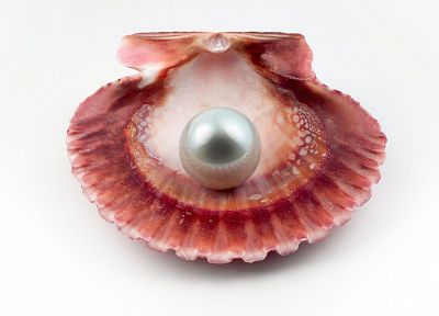 pearls, seashells - desktop wallpaper