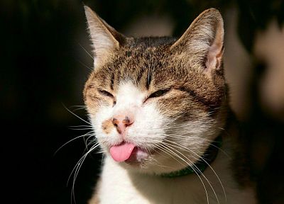 cats, animals, tongue, macro - duplicate desktop wallpaper
