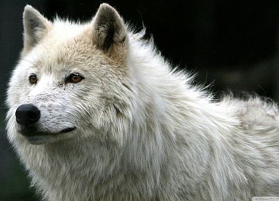 animals, wolves - related desktop wallpaper