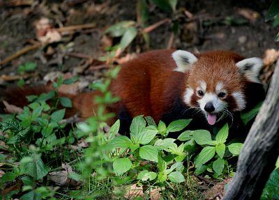 animals, red pandas - random desktop wallpaper