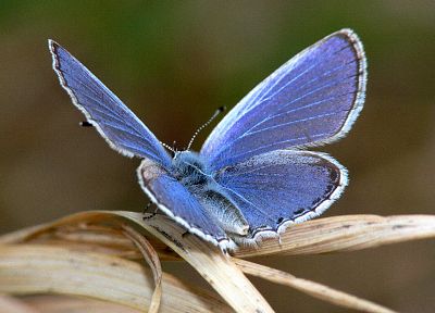 blue, butterflies - desktop wallpaper