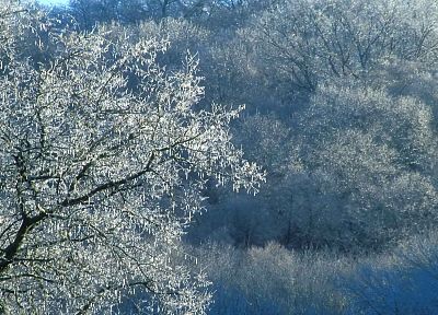 ice, trees, Tennessee, parks - random desktop wallpaper