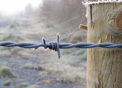 barbed wire, spider webs - random desktop wallpaper