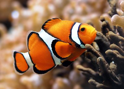 water, fish, clownfish, underwater, sea - related desktop wallpaper