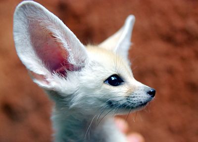 fennec fox, baby animals - desktop wallpaper