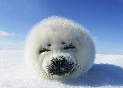 snow, seals - related desktop wallpaper
