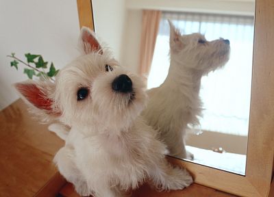 mirrors, animals, dogs - duplicate desktop wallpaper