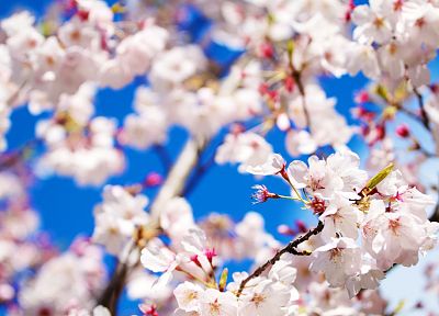 nature, cherry blossoms, flowers, macro - random desktop wallpaper