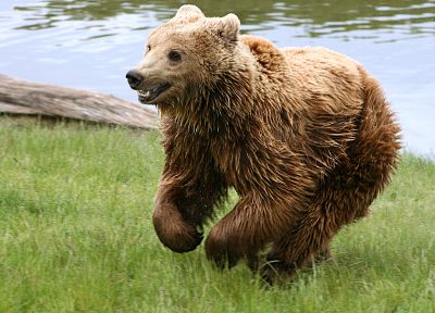 animals, bears - random desktop wallpaper