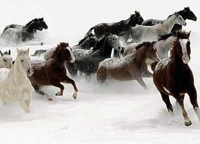 snow, animals, horses - random desktop wallpaper