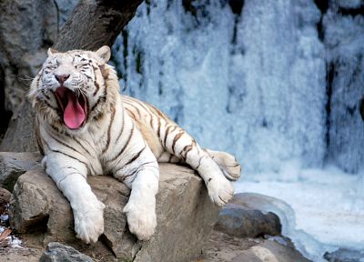 water, cats, animals, tigers, rocks, tongue, yawns - related desktop wallpaper