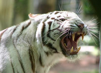 animals, white tiger, feline - random desktop wallpaper