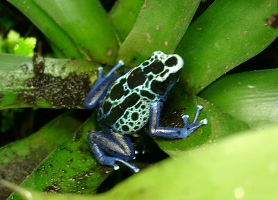 frogs, amphibians, Poison Dart Frogs - related desktop wallpaper