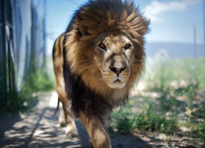 cats, animals, lions, depth of field - desktop wallpaper