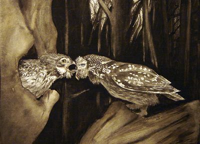 birds, owls, artwork - random desktop wallpaper