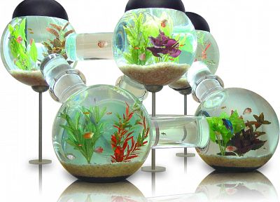 aquarium, fish tank - random desktop wallpaper