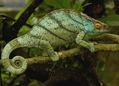 nature, chameleons, lizards - desktop wallpaper