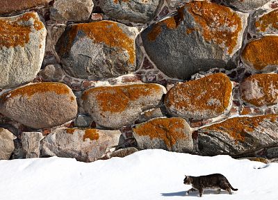 snow, cats, animals, stones - desktop wallpaper