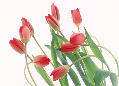 flowers, tulips, white background - duplicate desktop wallpaper