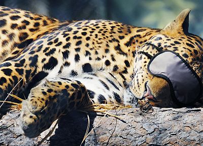 animals, sleeping, leopards - desktop wallpaper