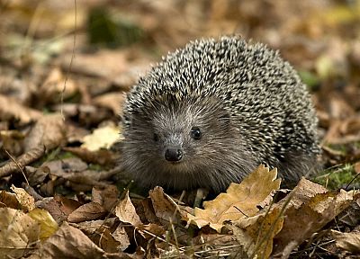 animals, hedgehogs, Pygmy hedgehogs - desktop wallpaper