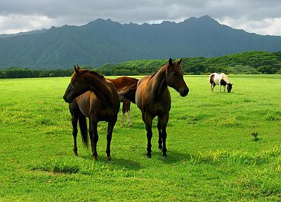 animals, horses - desktop wallpaper