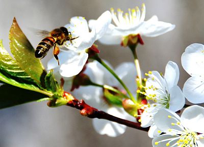 flowers, macro, bees - desktop wallpaper