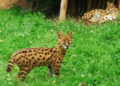 animals, grass, outdoors, serval, spotted - related desktop wallpaper