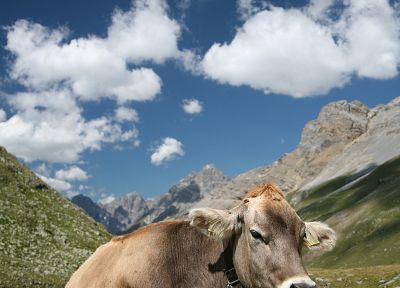 animals, cows - related desktop wallpaper