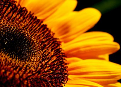 Sun, flowers, sunflowers - random desktop wallpaper
