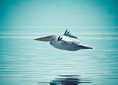 water, birds, pelicans, flight - desktop wallpaper
