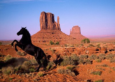 landscapes, animals, horses - related desktop wallpaper