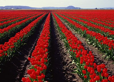 flowers, fields, tulips, panorama, multiscreen - duplicate desktop wallpaper