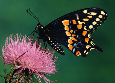 animals, insects, butterflies - desktop wallpaper