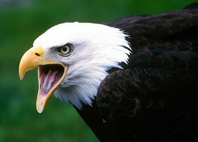 birds, eagles, bald eagles - related desktop wallpaper